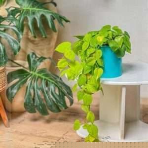 سفارش گل برای تحویل در كرج