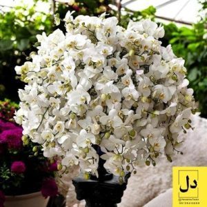 ارسال گل طبیعی برای کافه های تهرانسر