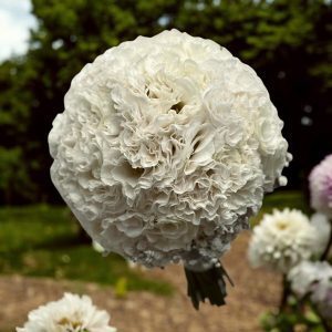 گل برای مرد غریبه