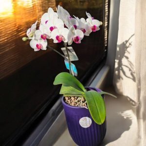گل برای پزشک